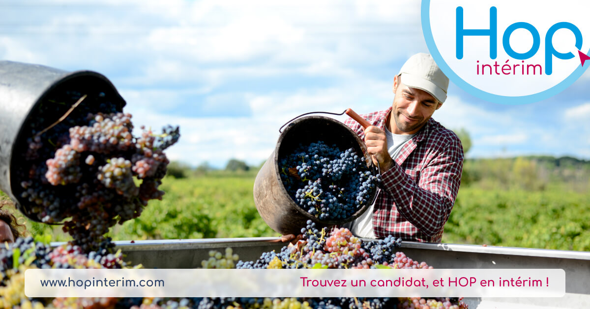 contrat-interim-vendanges-vendangeurs